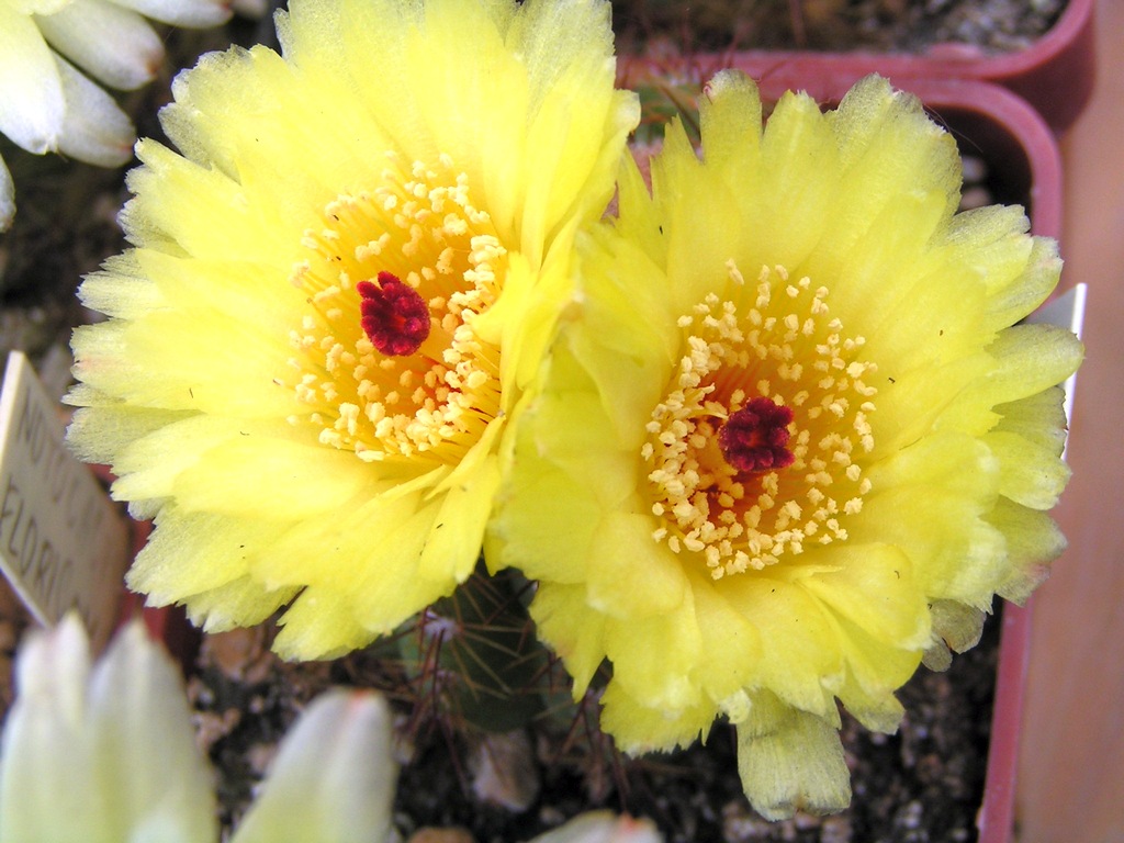 Notocactus sp JV 262